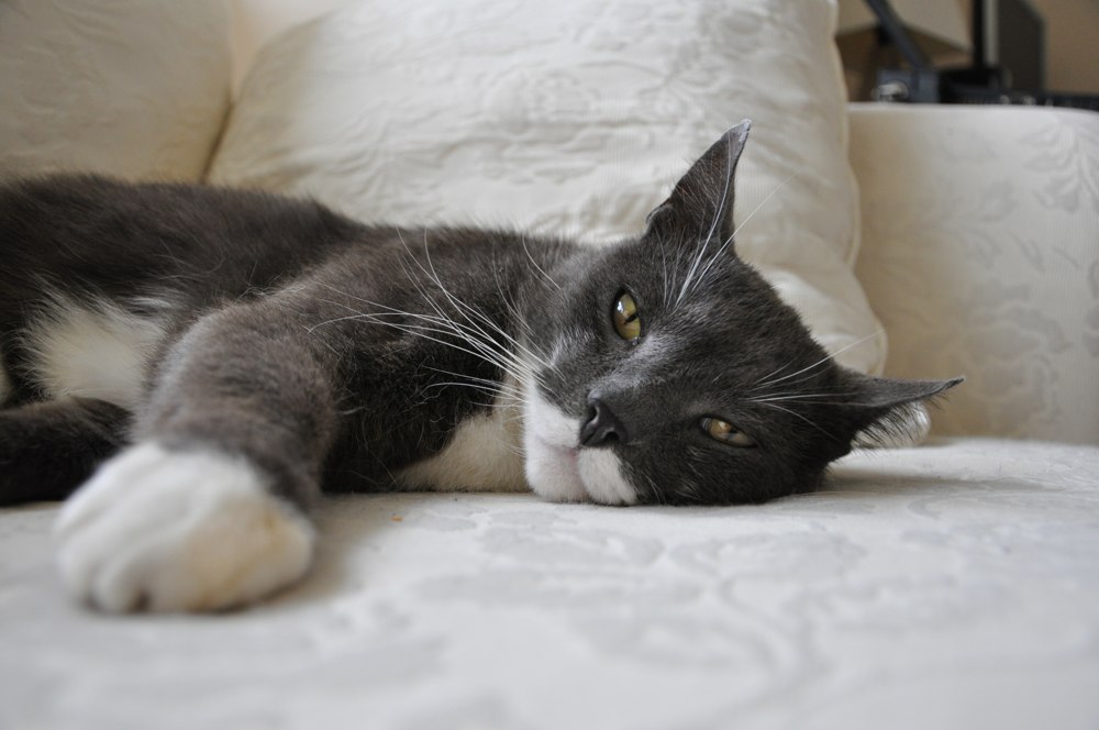 Source photo of a gray-and-white cat on a sofa